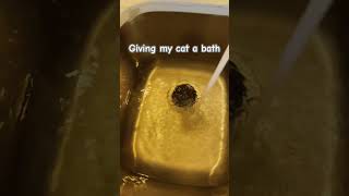 My cat gets a bath 🧼 💭🐈‍⬛