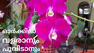 Home made Organic fertilizer for Orchids | ഓർക്കിഡിന് ജൈവ വളം