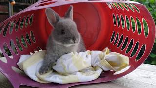 Netherland Dwarf Rabbits