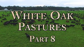 White Oak Pastures: A Model Regenerative Farm Part 8