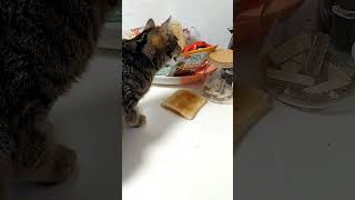 Hungry Cat, funny Video  #kitten #cat #catlover #cute #funnyanimal