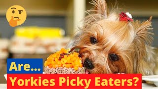 Are Yorkies Picky Eaters? What to do if He or She is a Picky Eater?