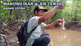 MANCING IKAN 🐟 AIR TAWAR STRIKE BERTUBI TUBI 🐟