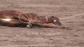 Calf roping