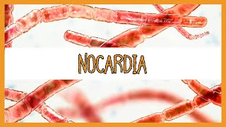 Nocardia