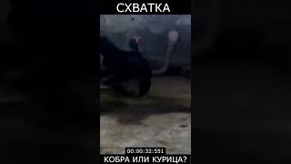 Схватка. Курица или кобра? Истории из Жизни.