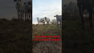 Temos que fazer silagem agora #roça #gado #fazenda