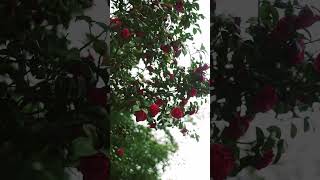 True Nature | Beautiful | Bunch of roses | Short | Reel |