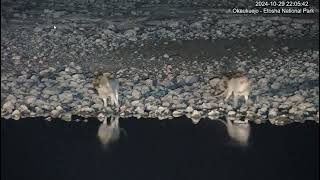 Two young lions at Okaukuejo Resort Waterhole