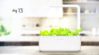 Lettuce timelapse: Click & Grow Indoor Garden