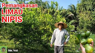 CARA PEMANGKASAN POKOK LIMAU NIPIS