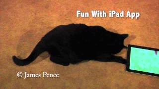 My Polydactyl Cat Having Fun Playing With iPad App "Fun And Games For Cats."