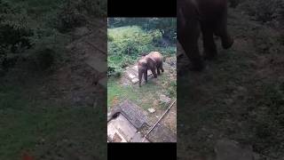 Elephants Respect 😱 #shortvideo