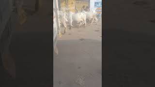 Sham ko Ghar se nikal kar jati hoi Cows 🐄🐄