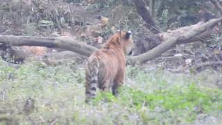 Sub adult tiger from the Grassland female family at Corbett-March 2022