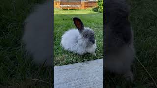 French Angora Rabbit eating stalks