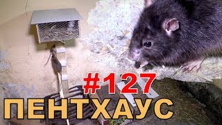 #127. Реалити Шоу “ALCARATZ“. ДОМ 2 - Крысы. Пентхаус