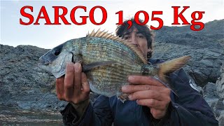 La pescsa del sargo. 1 kg de sargo. VLOG24