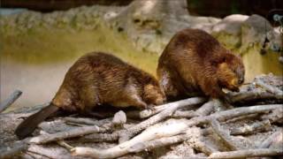 Argentina plans to cull 100,000 beavers in Tierra del Fuego