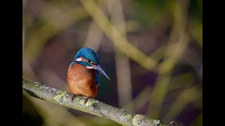 Kingfisher Eisvogel- Niederrhein Rotbachsee Hiesfeld  Dinslaken