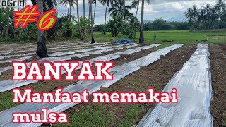 Memasang mulsa biar lebih irit penyiangan