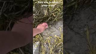 Easy catch green crabs