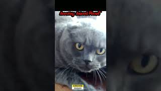 Funny Animal Video # Angry Cat