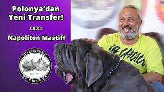 Polonya’dan Yeni Transfer! - Napoliten Mastiff