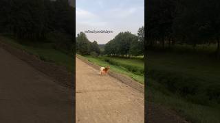 💚 #dog #vlog #dogshorts #vibes #summer #walking #shorts #viralvideo