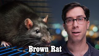 Brown Rat! Dangerous, Nocturnal, Invasive and Plague-y!