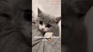 Funny Animals Videos 🤣 | Ep. 452 #shorts #viral #funny