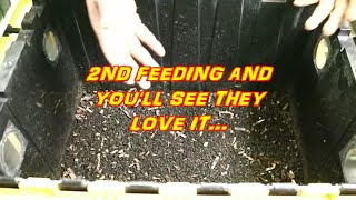 2nd feeding of new feed stock, and they love it!!!