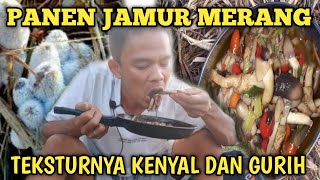 olahan  paporit | jamur sawah tradisional