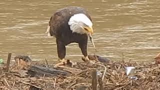 Bald eagle eating a fish.