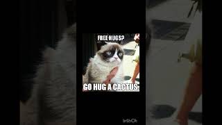 Grumpy cat memes #grumpycat #memes  #funny #cats  #trending #viral #shorts #avicii