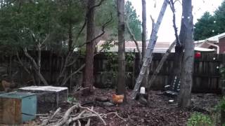 Our Araucana Chicken's Bed time Routine January 1, 2016