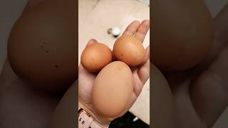 اینکه میگن مگه تخم دوزرده کردی خودمون‌نه، ولی مرغمون آره😂#funny #chicken#backyardchicken #short