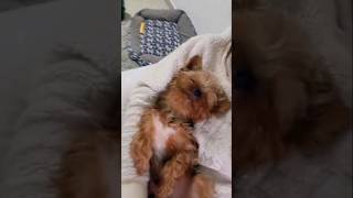 o que você precisa saber antes de ter um yorkshire terrier?#viral#pets#yiorkshireterrier