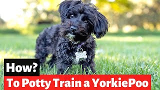 How to Potty Train a Yorkie Poo | Yorkie Poodle Cross Potty Training |