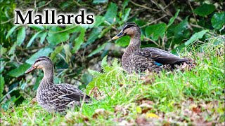 Mid Winter Handsome Grey x Mallard Ducks #4k #birds #ducks #newzealand