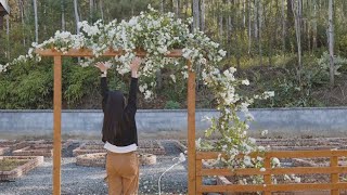 【12】 Bougainvillea vegetable garden door#renovation#gardendesign#gardener#gardens#gardenplants