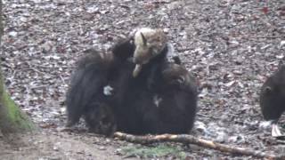 Two wolverines eating dead rabbit