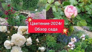 💥Обзор сада🌹😍💥,  Розы  стараются💪❤🥰, хотя зима старалась всё испортить😴🤯...