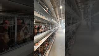 A Look Inside a Commercial Egg Laying Hen Cage - RETECH Farming #chickencage #poultryequipment