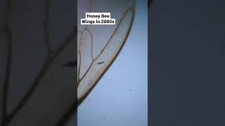 Honey bee Wings🐝 #shortsvideo #shorts #shortsfeed #viral #viralvideo #biology #microscope #shorts