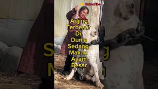 Seram Lihat Anjing Paling Besar