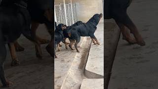 Big Rottweilers barking #rottweiler #shorts #dog