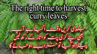 Curry patta ko utar k rakh len| The right  time to harvest curry leaves | How to grow curry patta