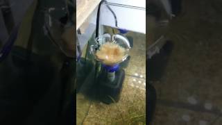 Diy freshwater surface skimmer part 2