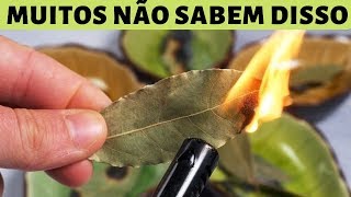 Ela Queimou Folha de Louro em Casa e Veja o que Aconteceu 10 Minutos Depois! Você Vai Ficar Surpreso